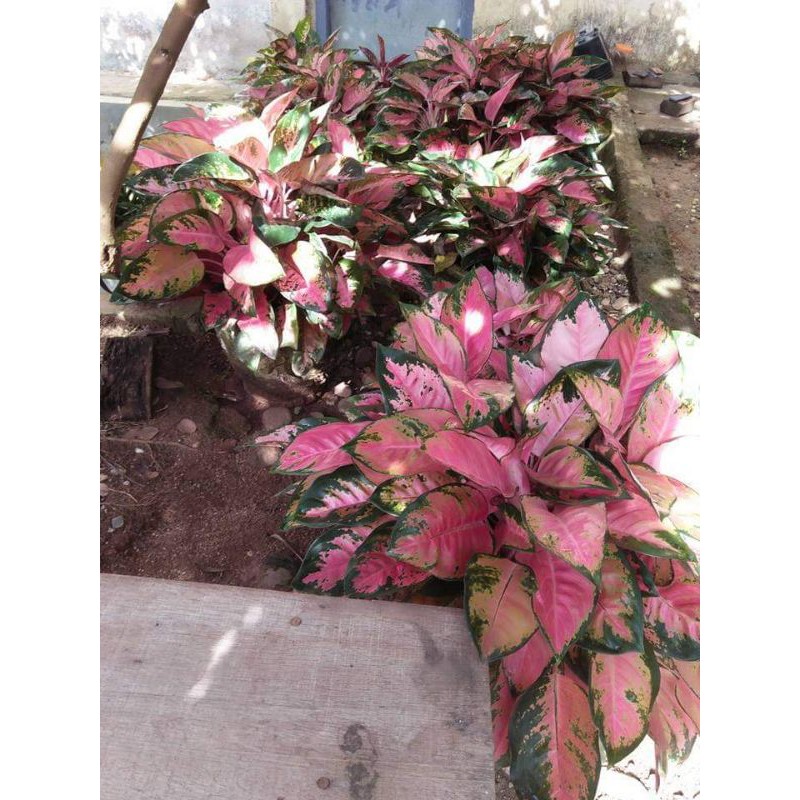 Khocin/aglonema Khocin/pink