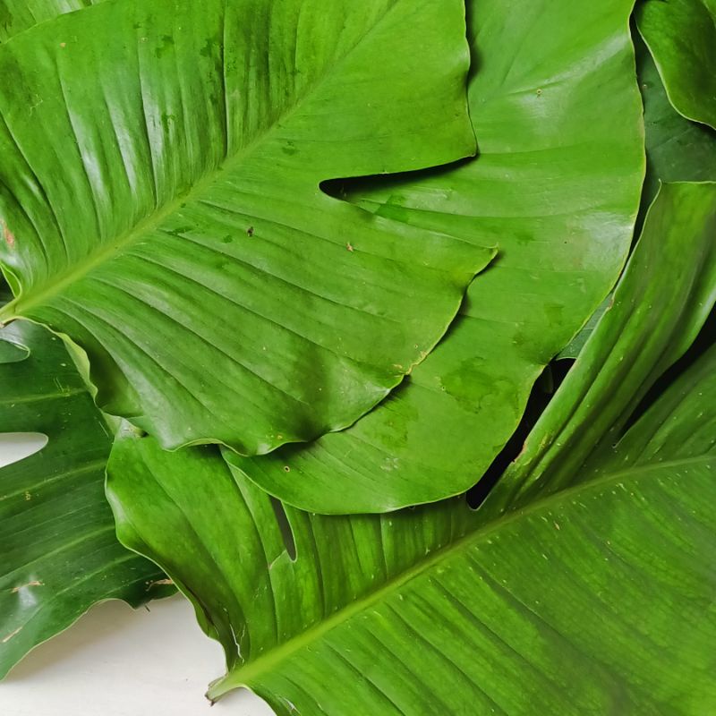 

Jual daun ekor Naga segar per 500 gram