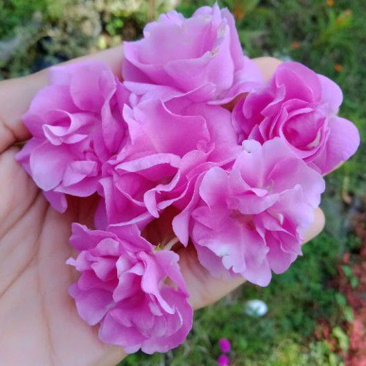 Balsamina/ Pacar Air/ Pacar Banyu LILAC 25 Biji