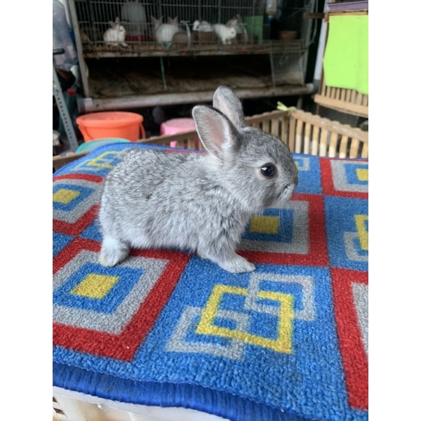 Kelinci Netherland Dwarf / Himi / ND / MINI / Hotot
