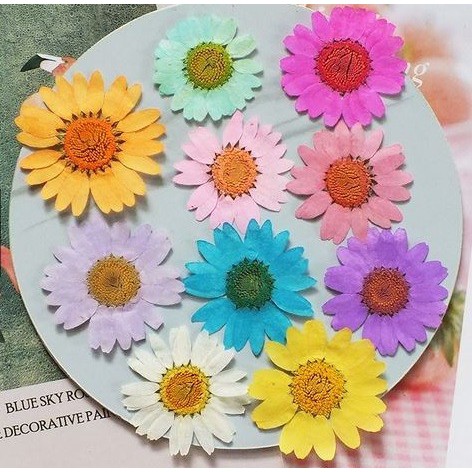 Daisy Dried Flower - Bunga Daisy Kering (1pc)