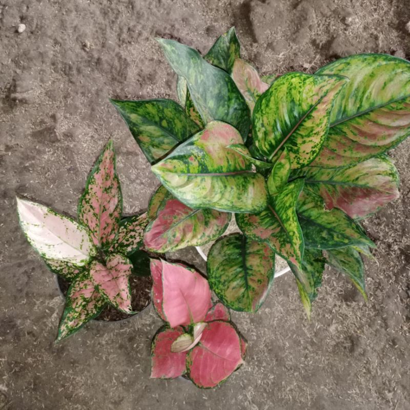 Paket Bunga aglaonema 3 pot