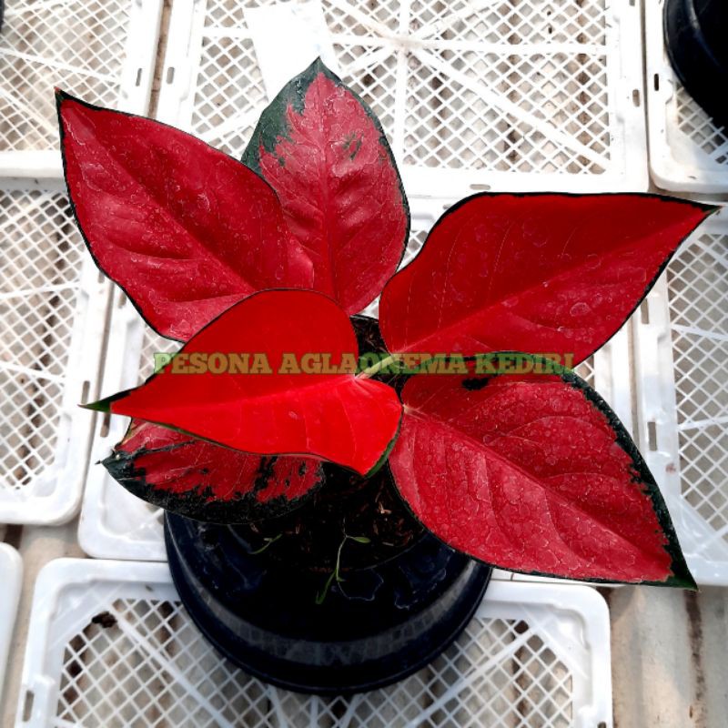 [✅COD] AGLONEMA SUKSOM JAIPONG SUPER / AGLAONEMA TANAMAN HIAS BUNGA IMPORT