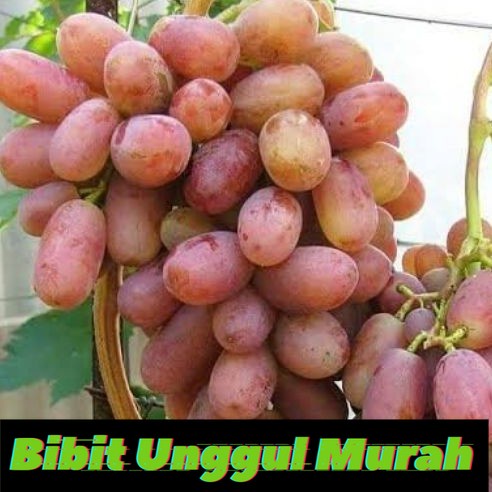 Bibit Buah Anggur Import julian