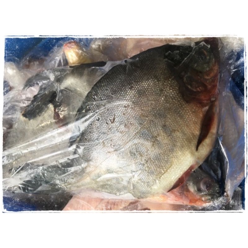 

Ikan Bawal Segar Perbungkus