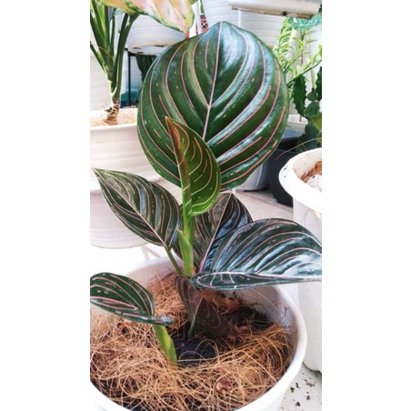 Aglonema rotundum aceh 3-5 daun. COD & Gratis ongkir