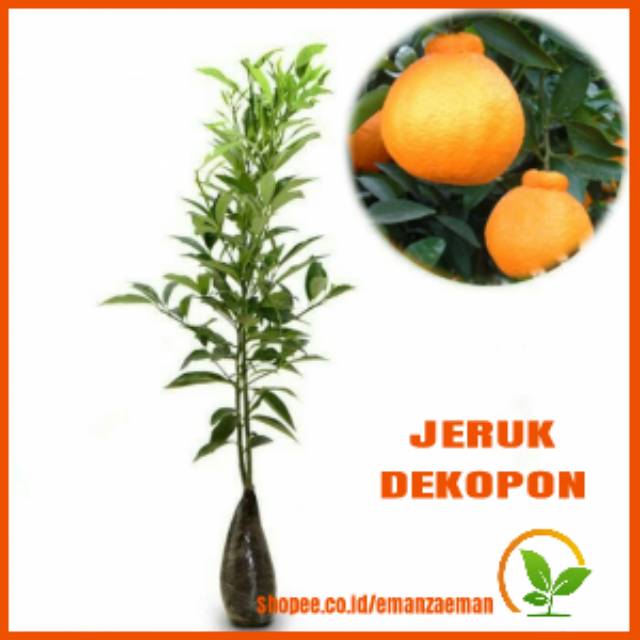 Tanaman Jeruk Dekopon / Pohon Jeruk Dekopon / Bibit Jeruk Dekopon Jepang