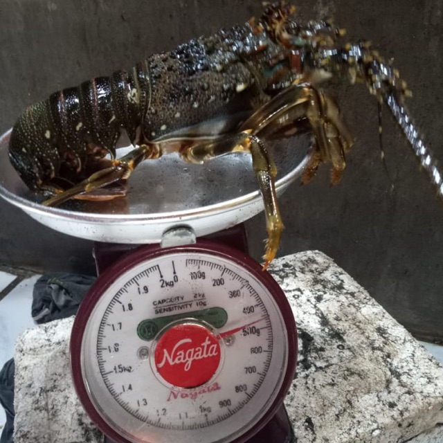 Lobster Laut Hidup Super