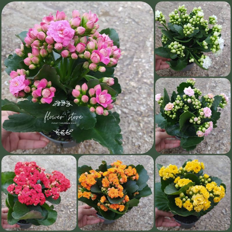 (STOK BARU) sekarang tumpuk semua tanaman hias Kalanchoe calandiva-(BUNGA TUMPUK)-cocor bebek-(&kala