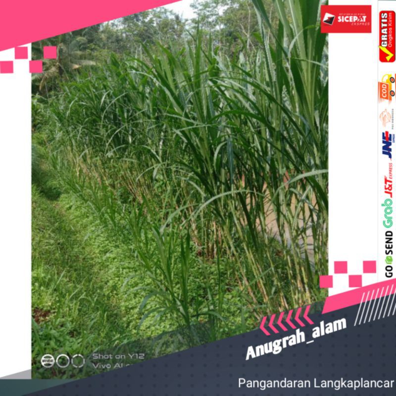 BIBIT RUMPUT PAKCHONG SATU SETEK 2RUAS BELI 100 GERATIS 4BATANG ODOT