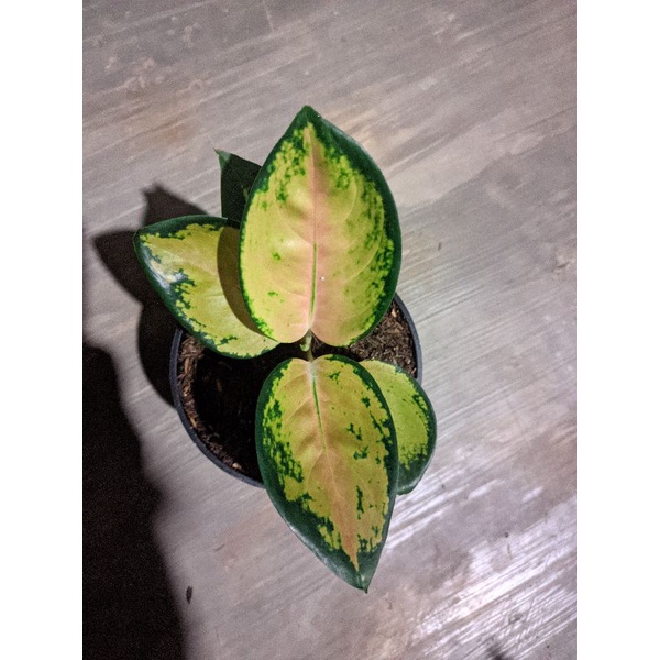 aglonema sultan brunai baby