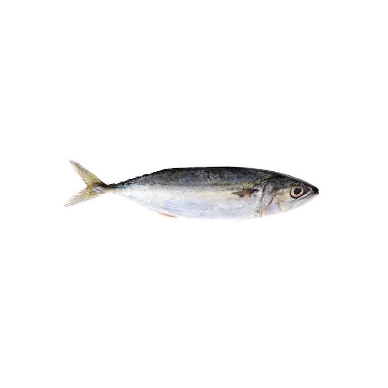 

IKAN KEMBUNG