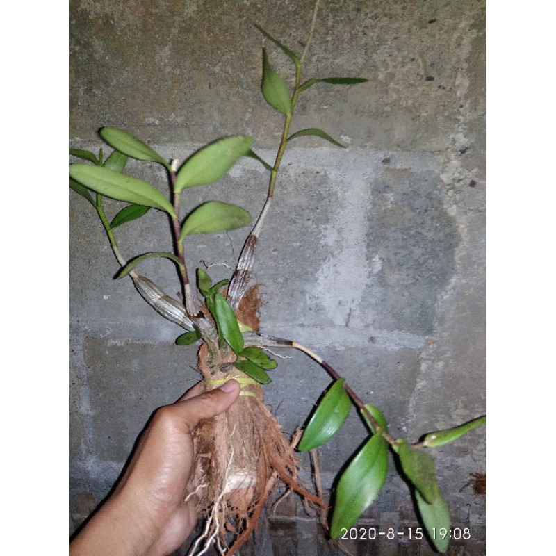 anggrek merpati putih/anggrek merpati