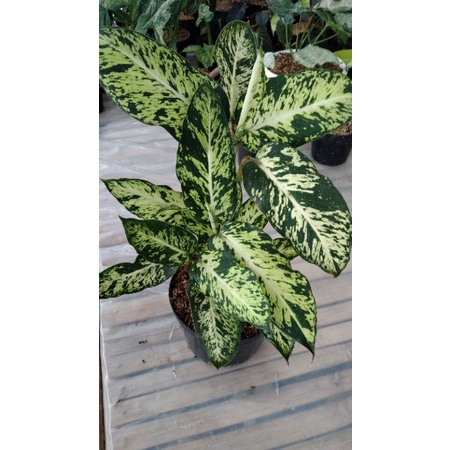 tanaman hias diven army