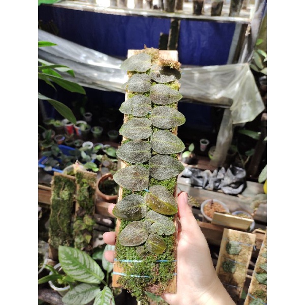 Sisik Ikan arwana Red