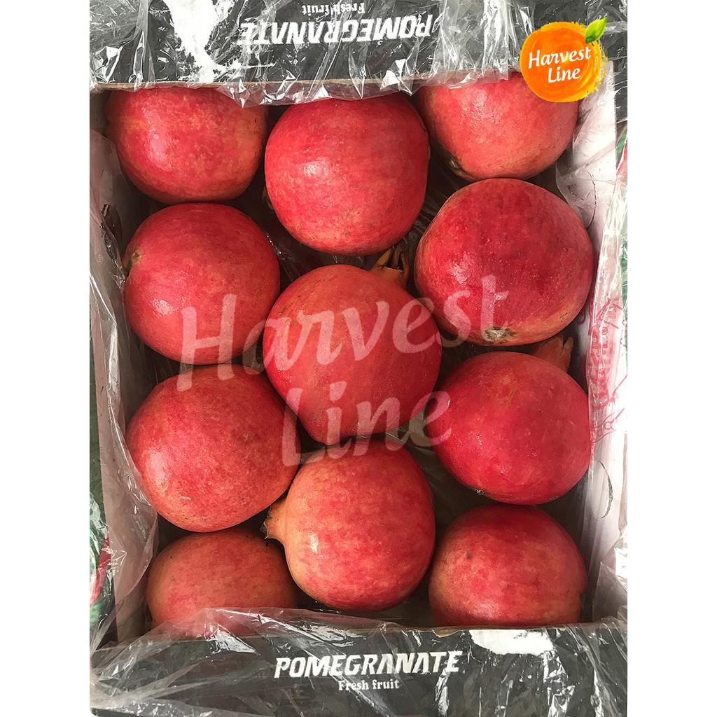 

BUAH DELIMA MERAH POMEGRANATE IMPOR IMPORT [HARVEST LINE]