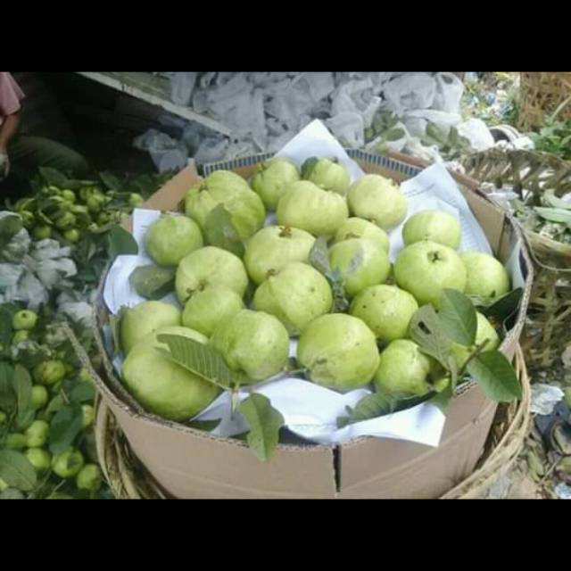 

Jambu kristal