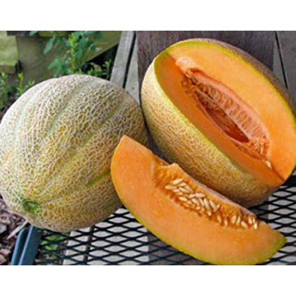 Benih-Bibit Melon Cantaloupe Hales Best Jumbo (Haira Seed)