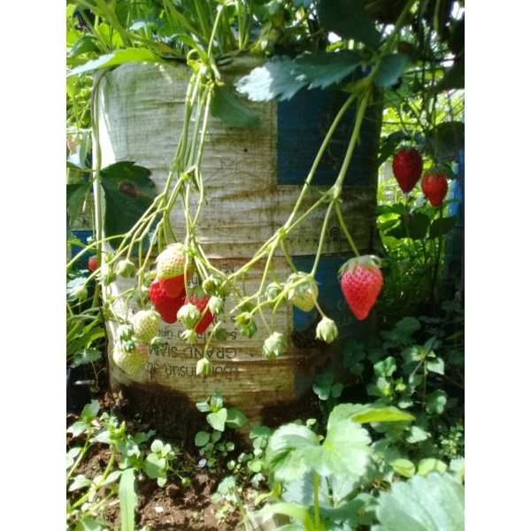 bibit strawberry Sachinoka termanis