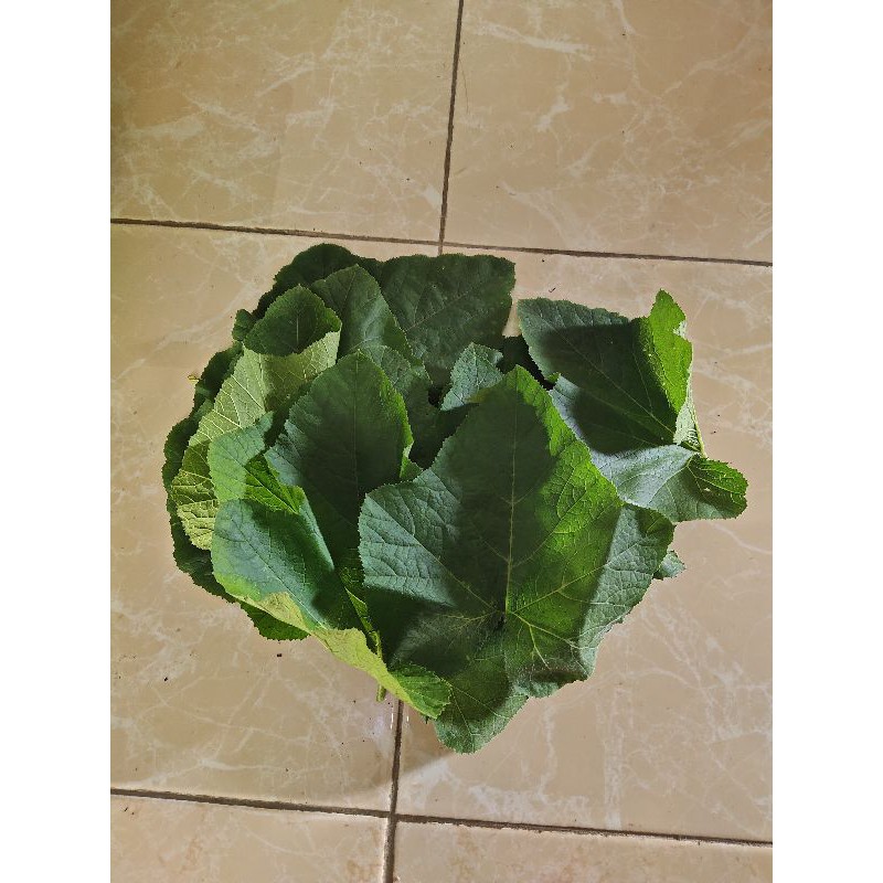 

daun labu muda paket hemat meriah per 500 grm