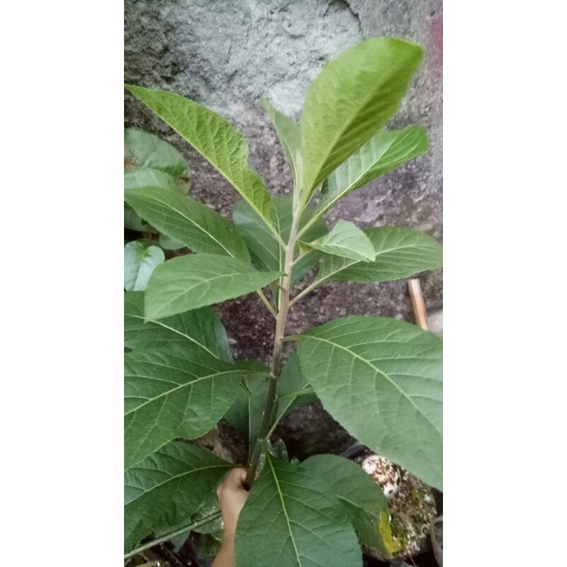 

Daun Afrika fresh petik langsung