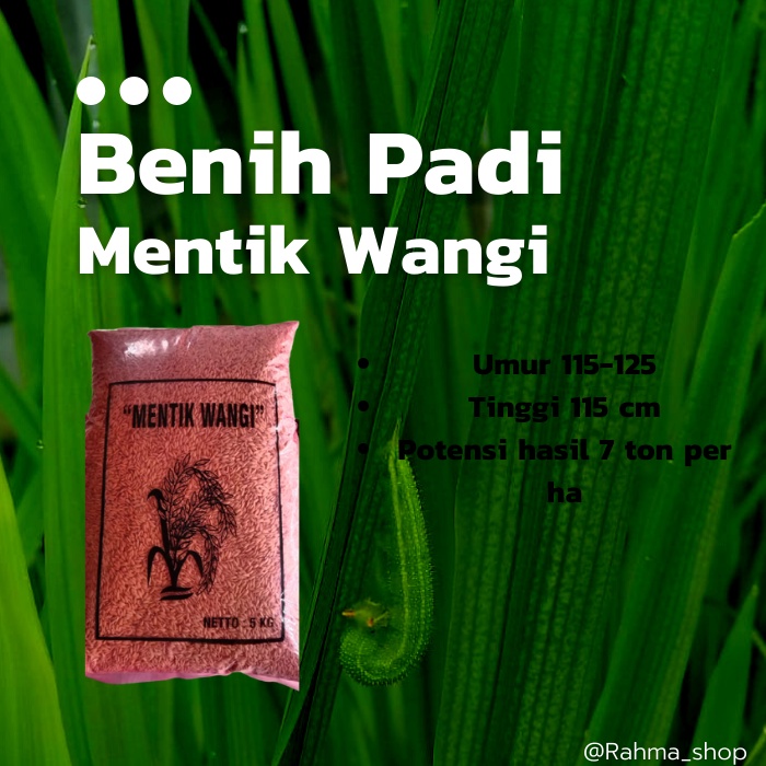 BENIH PADI MENTIK WANGI PADI WANGI 5KG