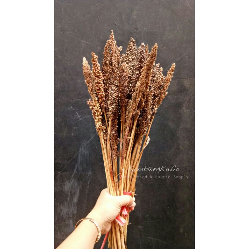 Bunga Kering Shorgum Natural/Ikat/GROSIR