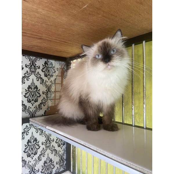 KUCING BETINA HIMALAYA SEAL POINT