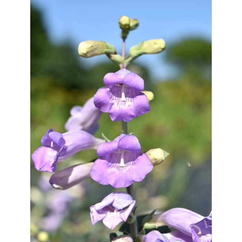 Benih Bibit Biji - Bunga Large Flowered Penstemon Beardtongue (Penstemon grandiflorus) Flower Seeds - IMPORT