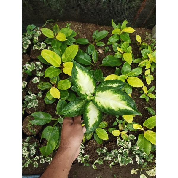 Diven Tisu/Diven White