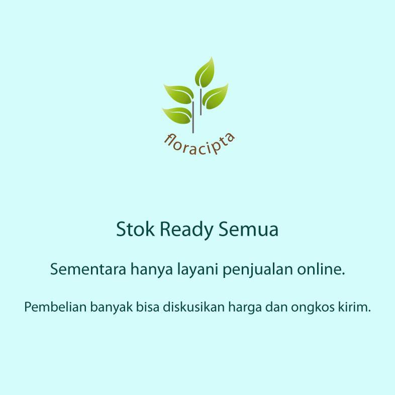 Sh0P Bibit Delima Merah Pohon Delima Merah Bibit Buah Delima Merah Pohon Buah Delima Merah