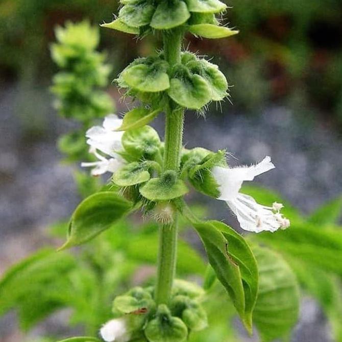 

Monggo] Biji Sayur Herbal Ocimum Basilicum (Daun Merah)