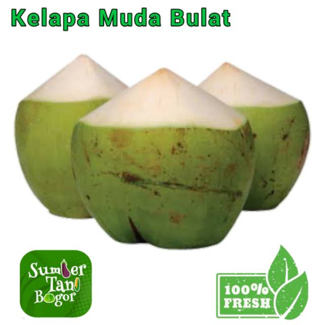 

KELAPA MUDA PER BUAH/BUTIR ( SATUAN )