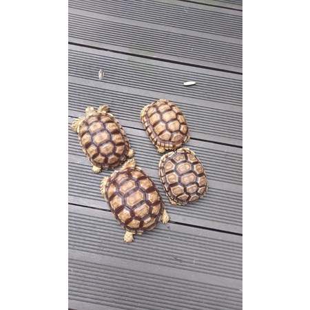 Kura kura Sulcata 9cm