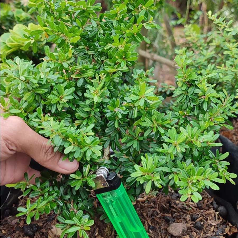 Bahan Bonsai Saeng Simbur Super Mikro Vietnam