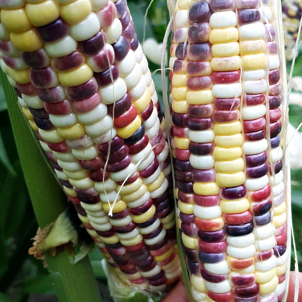 10 Biji - Benih Bibit Jagung Pelangi JUTAWAN F1 cap panah merah