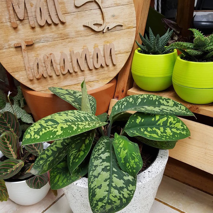 New- Tanaman hias aglonema karet - tanaman hias aglo - bibit tanaman aglo