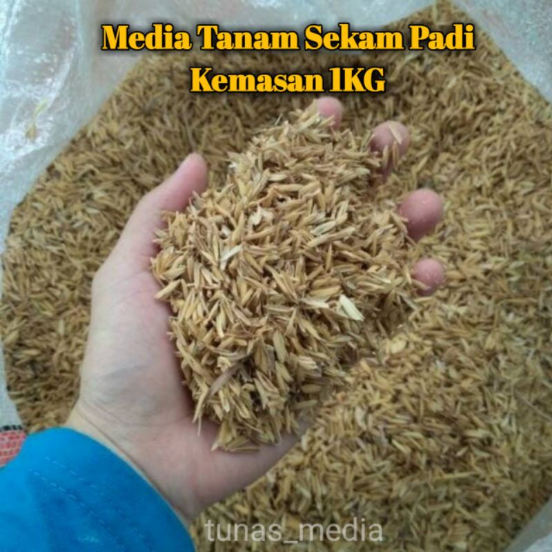 Media Tanam Sekam Fermentasi - Sekam Basah - Sekam Mentah - Sekam Basah - Sekam Mentah - Sekam Padi 