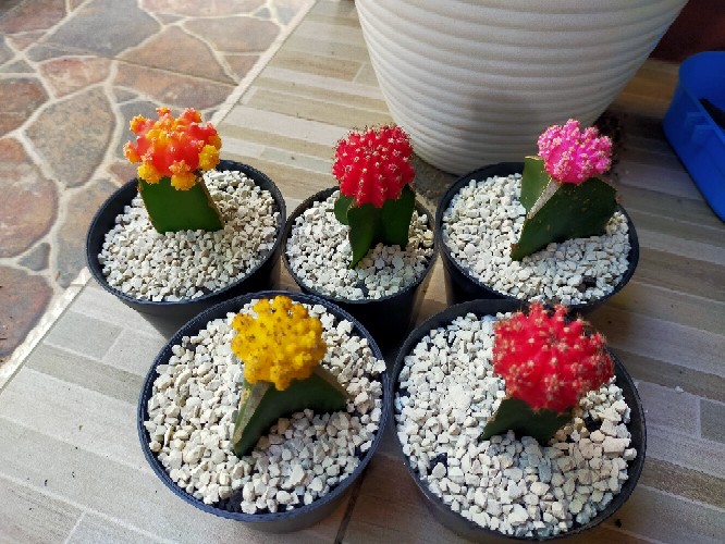 Grafting Warna Import