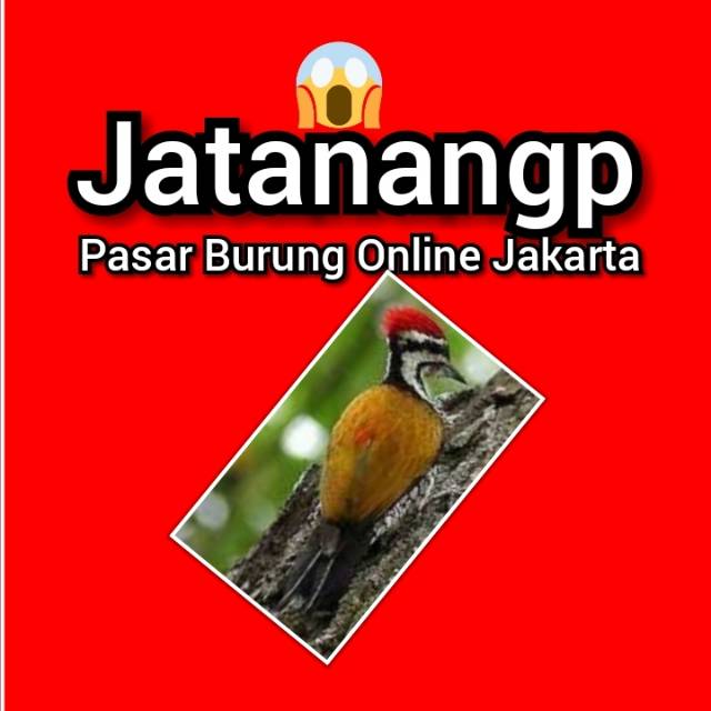 12++ Harga burung pelatuk bawang gacor terbaru