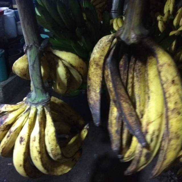 

Pisang tanduk pr biji 7000