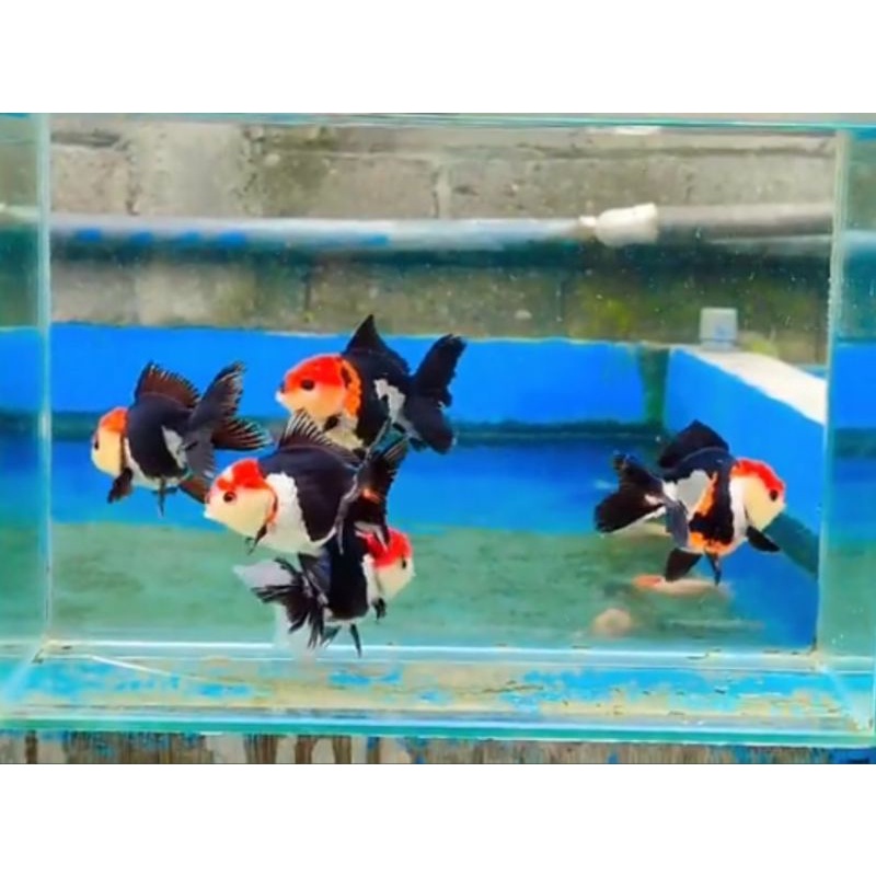 Oranda panda & 3c istimewa short body / ikan mas koki oranda tricolor / ikan mas koki lucu dan imut 