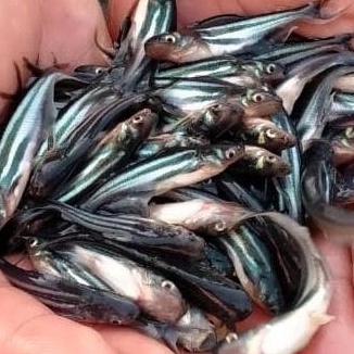 bibit ikan patin