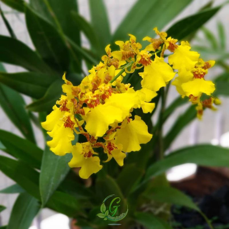 Anggrek oncidium Golden Shower