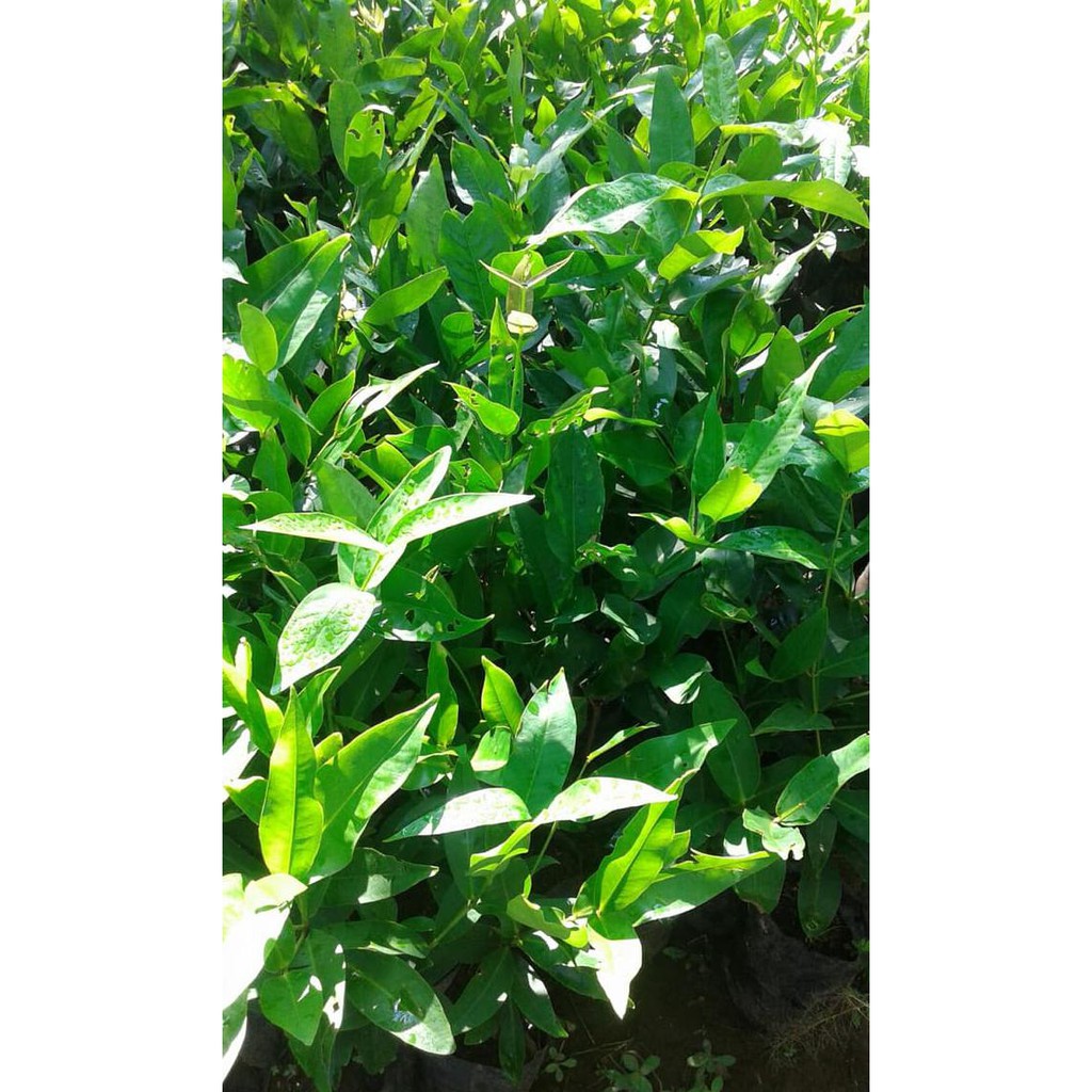 Bibit Buah Bibit Jambu Air Kesuma Merah|Bibit Jambu Kesuma Merah Murah|Ecer Grosi