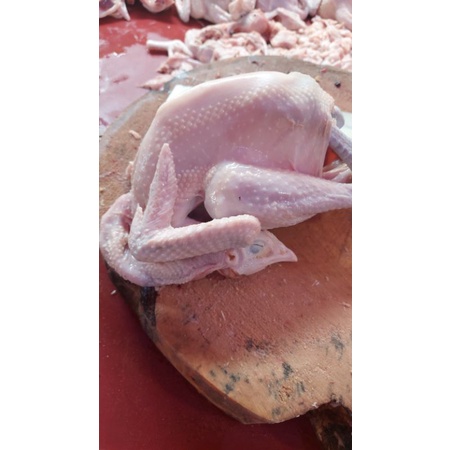 

Ayam Kampung Fresh 900 gr Berat Hidup