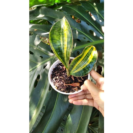 Sansevieria Masoniana Varigata