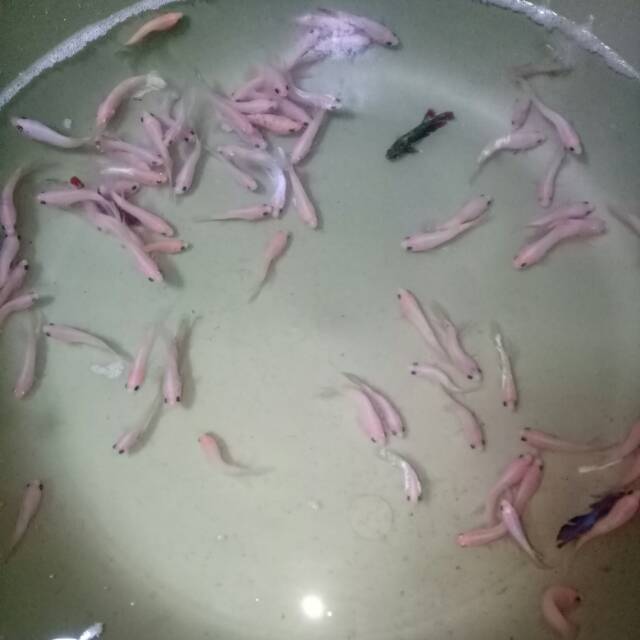 READY BARUMURAH CUPANG JANTAN PLAKAT CELLO, BESTER ANAKAN KOI GALAXY