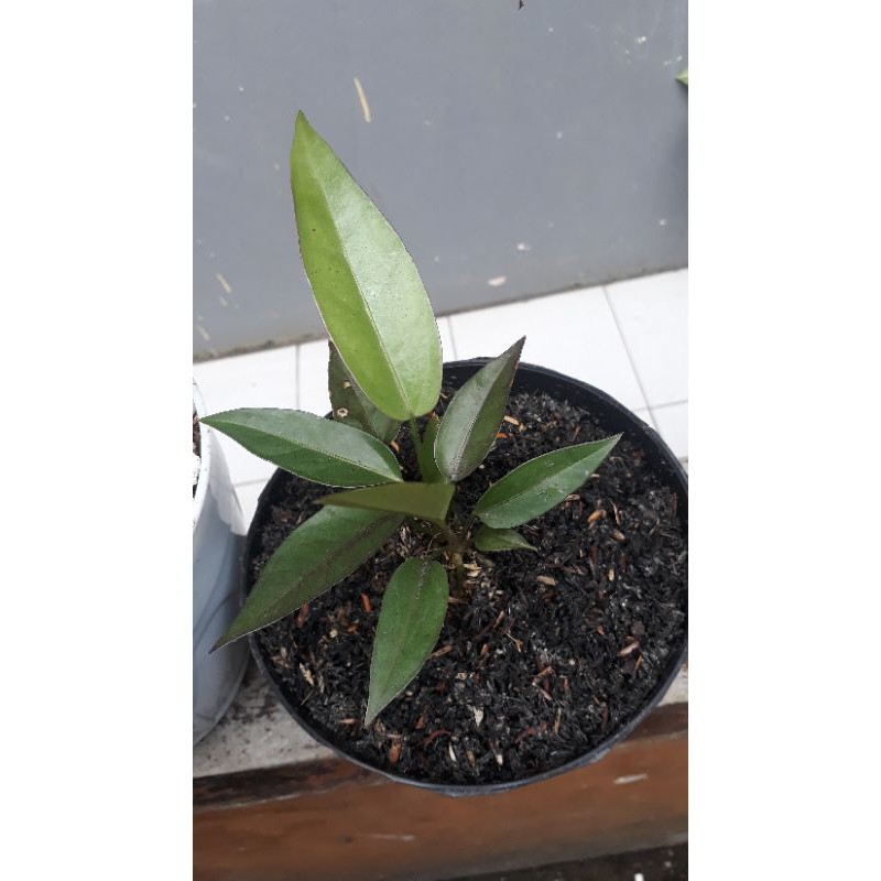 anthurium black beauty