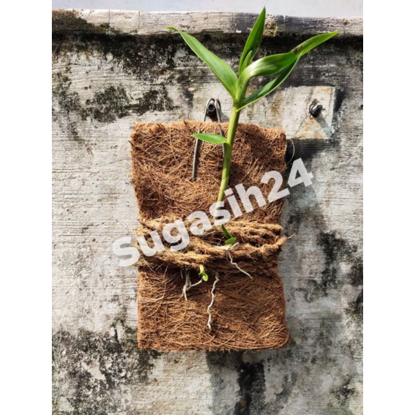 MEDIA TEMPEL SABUT KELAPA MEDIA TANAM ANGGREK